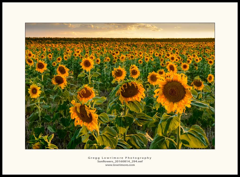 Sunflowers 20160814 294